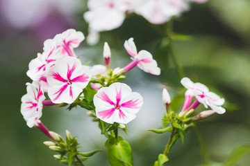 Blooming phlox 