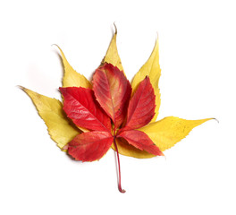 Bright autumn leaves.
