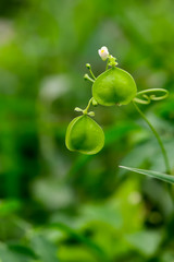 seeds on tree