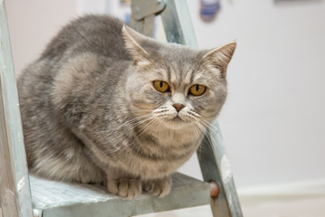 beautiful cat of breed British Whiskas sits on the stepladder and looks at the repair work