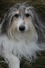 Süßer Bearded Collie mit langem weißen Fell