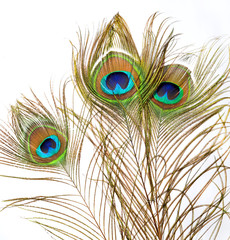 Peacock feathers on white background.
