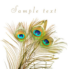 Obraz premium Peacock feathers on white background. 