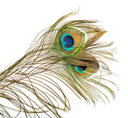 Peacock feathers on white background.
