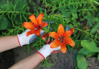 Green garden flower in male hands