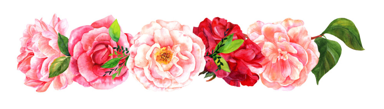 Border of watercolour roses, camellias, peonies, isolated on whi