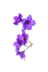 violet flowers isolated