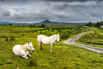 Two white Connemara ponies in the rain on a meadow near a small road in Ireland