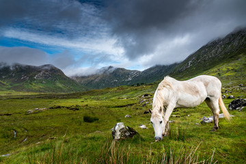 A Connemara pony  eats grass in the rain near a small road in Ireland