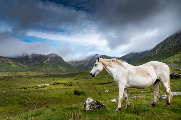 Obraz na płótnie Canvas A Connemara Pony, loose in the Twelve Bens area eats grass in a meadow. Behind him, rain clouds cling to the mountains. 