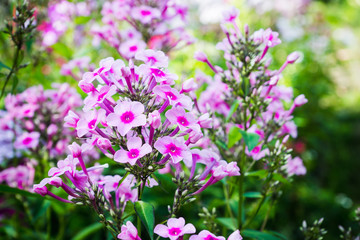 Blooming phlox "Flamingo" in the garden. Shallow depth of fielod.