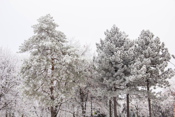 Winter fir trees and trees snowy landscape in winter park