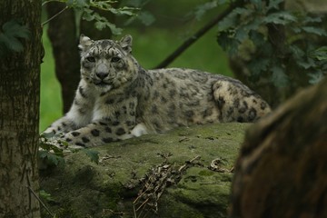 Endangered snow leopard resting in the nature habitat. Wild animals in captivity. Beautiful asian feline and carnivore. Uncia uncia.