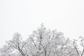 tree branches on a snowy day in the winter forest