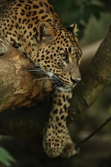 Fototapeta na wymiar Endangered amur leopard resting on a tree in the nature habitat. Wild animals in captivity. Beautiful feline and carnivore. Panthera pardus orientalis.