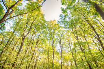 Feel nature autumn forest