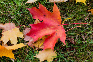 Red maple leaf on the grass