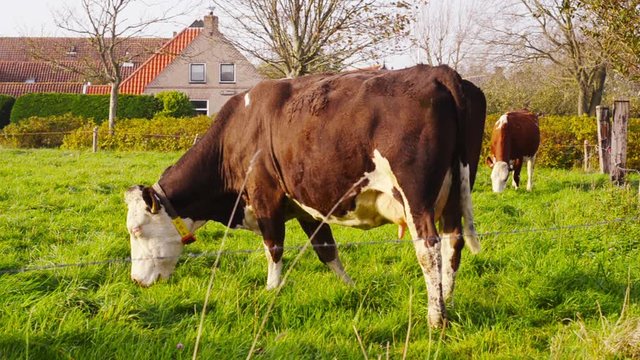cow electronic identification neckband responder