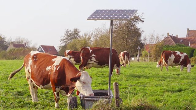 cow drinking water from solar powered pump fed basin