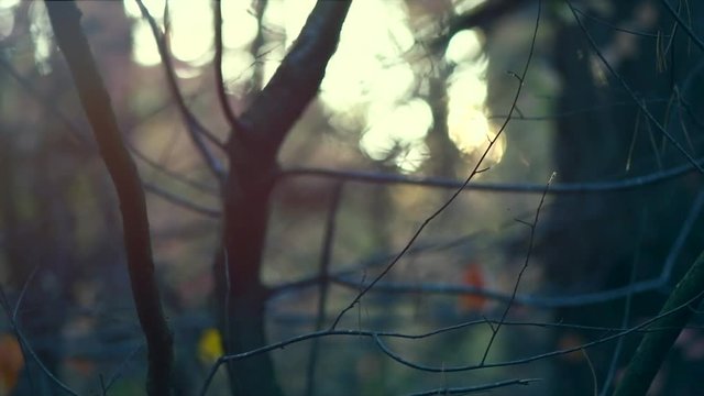 Dark forest. Autumn abstract blurred background with trees. Autumnal park. 4K UHD video footage 3840X2160 