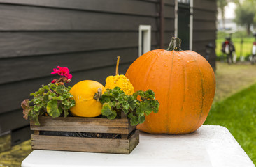 Halloween pumpkin composition in front of the door..