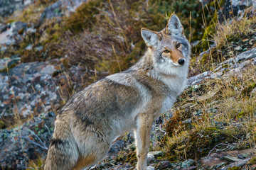 Naklejka na ściany i meble Alaska coyote