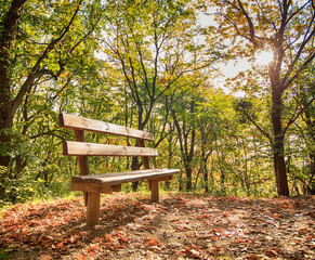  bench in autumn forest
