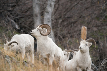 Alaska Dall Sheep