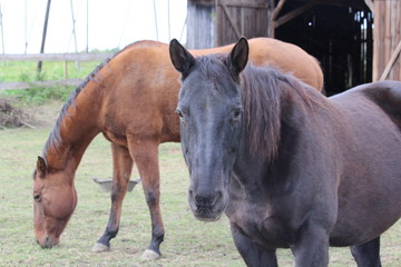 Obraz premium Pferde im Stall