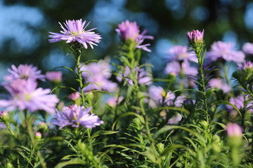 Beautiful flower blue aster.