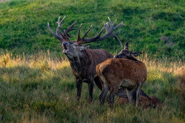 Red Deer Stags (Cervus elaphus) 