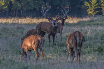 Red Deer Stags (Cervus elaphus) 