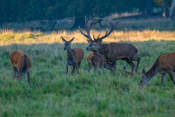 Red Deer Stags (Cervus elaphus) 