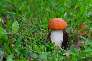 red cap boletus mushroom growing