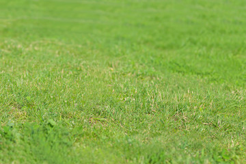 Green fresh lawn at summer day in sunny city - big grass field