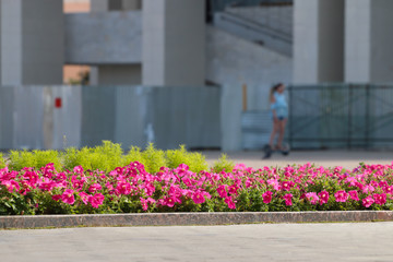 Fototapeta na wymiar Pink flowerbed on city square at suuny day, girl on hoverboard out of focus