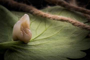 tooth in nature
