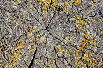 Textura de liquen en madera (Polifilético)