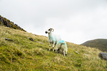 Fototapeta premium High country farming and black faced sheep on Slieve Mish Mountains, Ireland