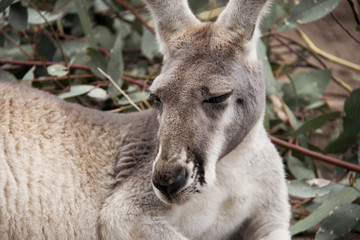 Animals of the World 22