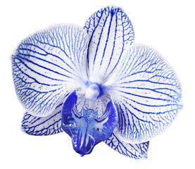 Orchid blue-white  flower. isolated on white background with clipping path.  Closeup. Motley brindle big flower.  Nature.