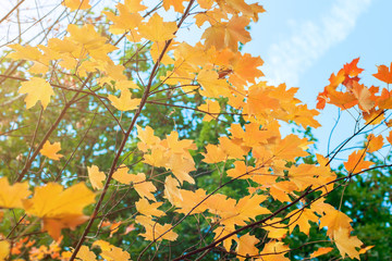Yellow leaves