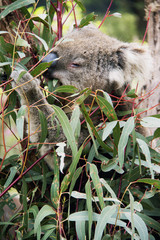 Animals of the World 23