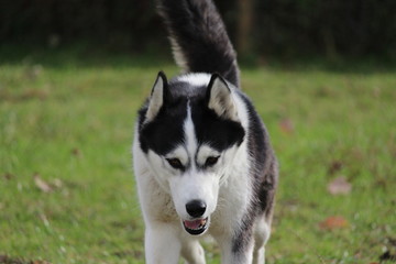hunde husky terrier beim spielen