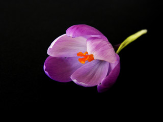 Purple saffron isolated on black background