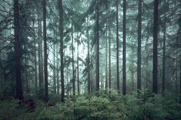 Zelfklevend Fotobehang Mystieke groene seizoensgebonden mistige naaldbomen bos. © robsonphoto