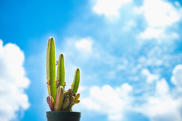 Cactus pot on blue sky background