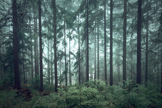 Fototapeta Mystic green seasonal foggy conifer forest trees.