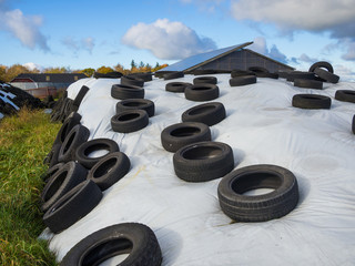 Large heap of silage as animal fodder covered in rubber tires and white plastic on farm in North Germany