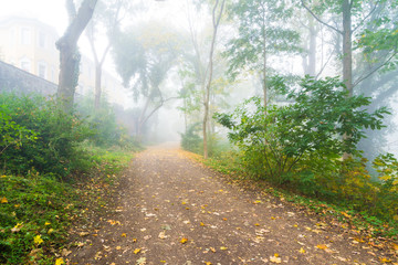 Nebel an einem Morgen im Herbst in einem Park